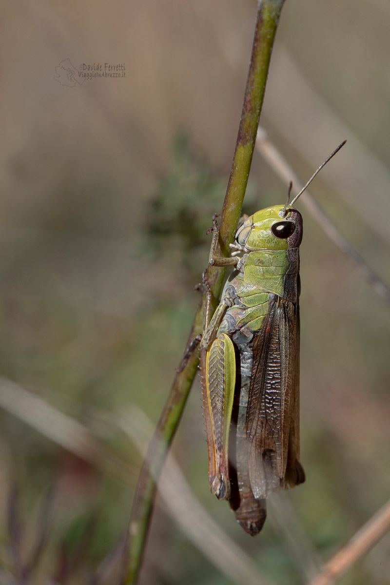 Stauroderus scalaris, femmina